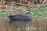 American Black Duck